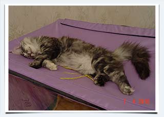 фото котенок мейн кун выставочная палатка