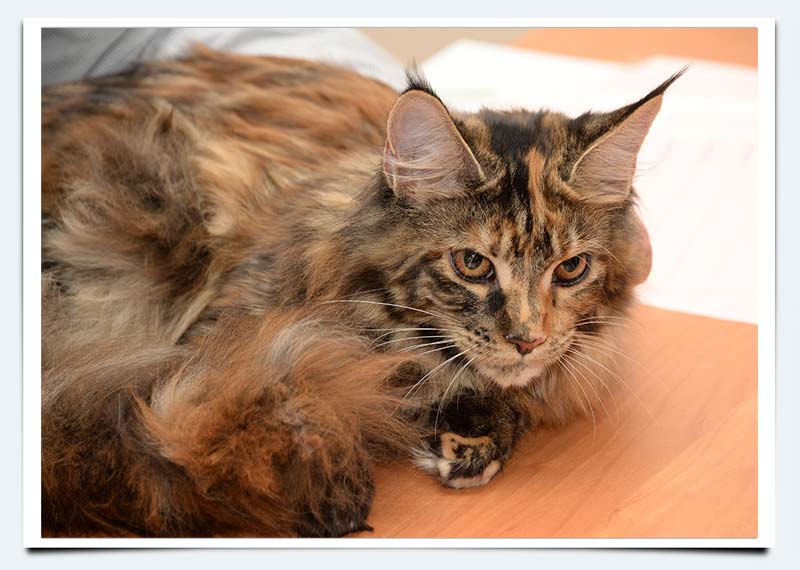 фото питомники кошек мейн кун Саратов котенок мейн кун Феерия
