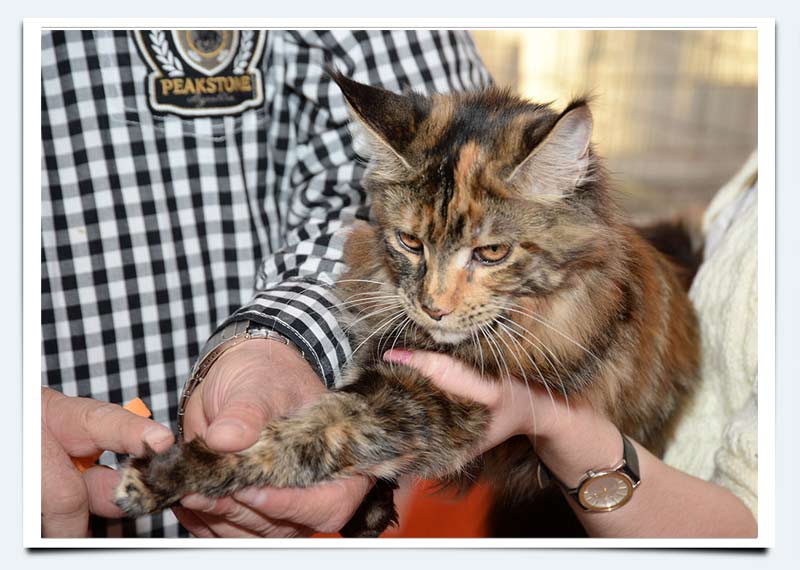 фото котенок мейн кун кошка Феерия питомники кошек породы мейнкун Саратов