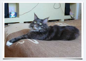 foto main coon котенок мейн кун питомник саратов