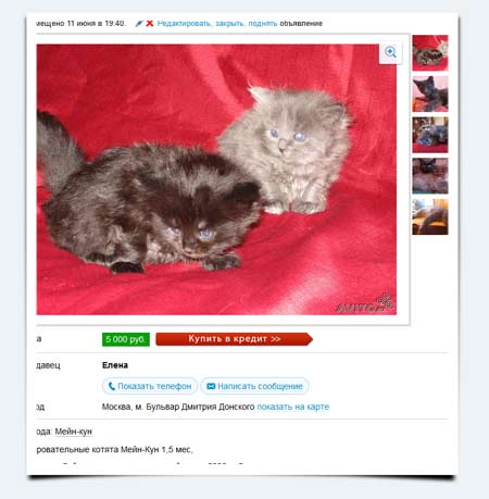 купить котенка на Авито