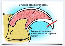 фото котята мейн кун уход за когтями