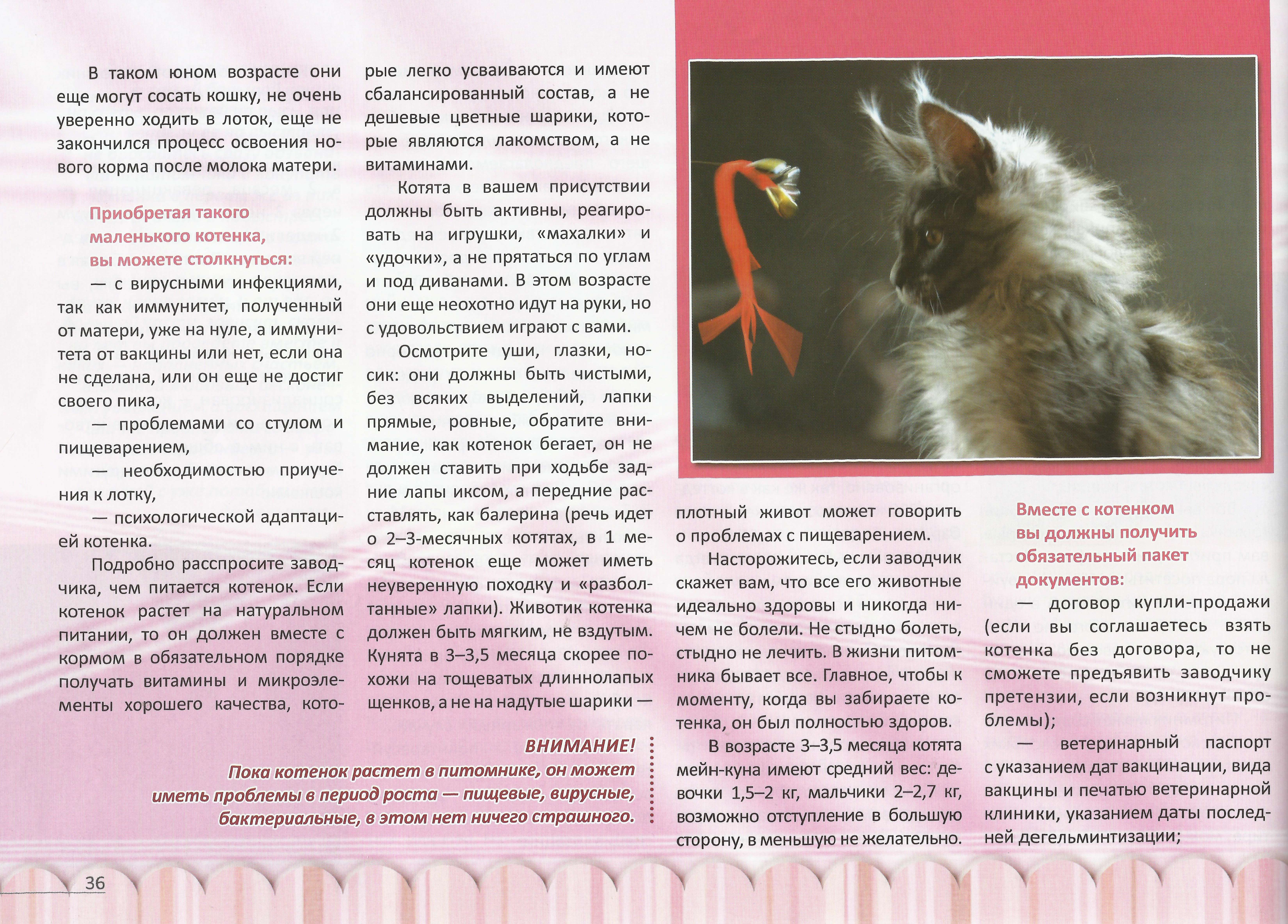 Породистая кошка без документов : что делать, и куда бежать 89 Породистая кошка без документов : что делать, и куда бежать 30