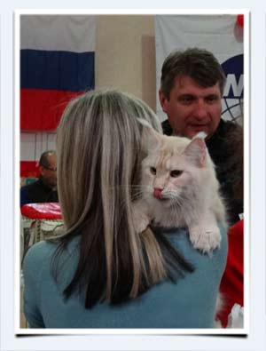 кошка мейн кун фото всемирка самара 2014