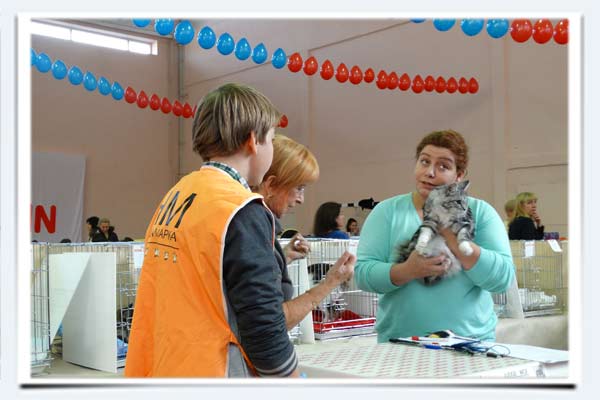 фото котенок курильский бобтейл всемирная выставка кошек самара октябрь 2014